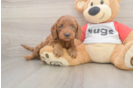 Little Cavipoo Poodle Mix Puppy
