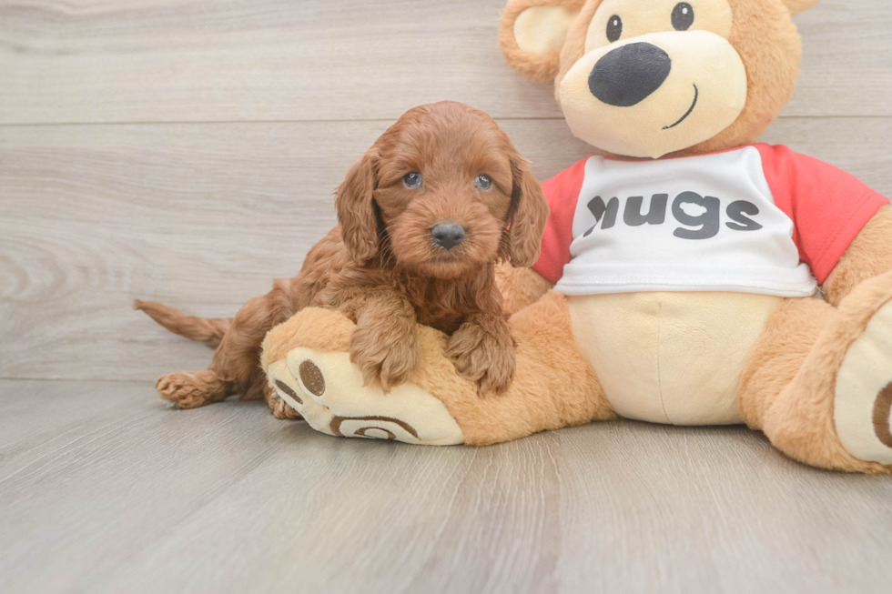 Little Cavipoo Poodle Mix Puppy