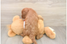 Cavapoo Puppy for Adoption