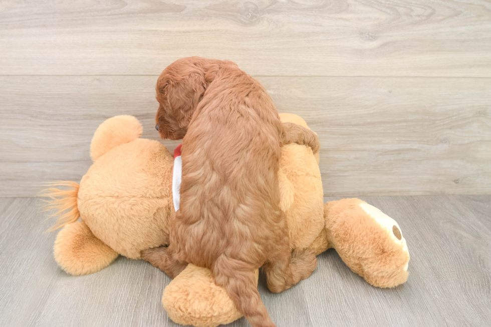 Cavapoo Puppy for Adoption