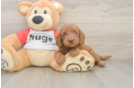Cavapoo Puppy for Adoption