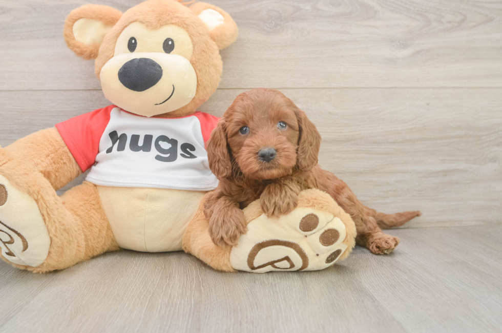 5 week old Cavapoo Puppy For Sale - Windy City Pups
