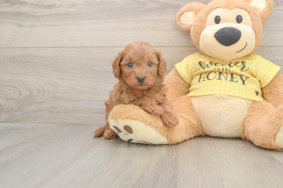 Cavapoo Pup Being Cute