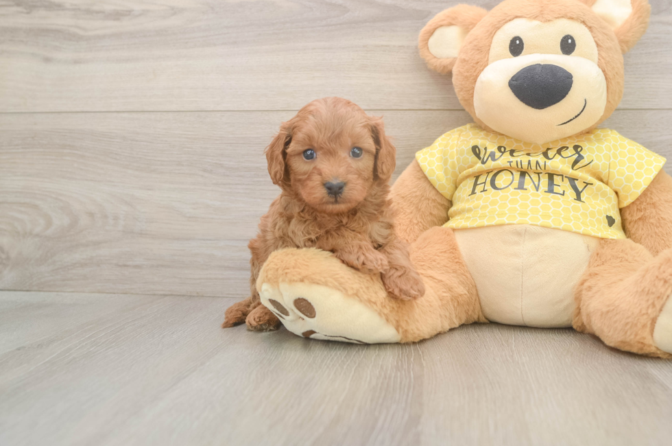 5 week old Cavapoo Puppy For Sale - Windy City Pups