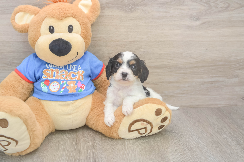 5 week old Cavapoo Puppy For Sale - Windy City Pups