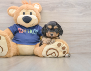 8 week old Cavapoo Puppy For Sale - Windy City Pups