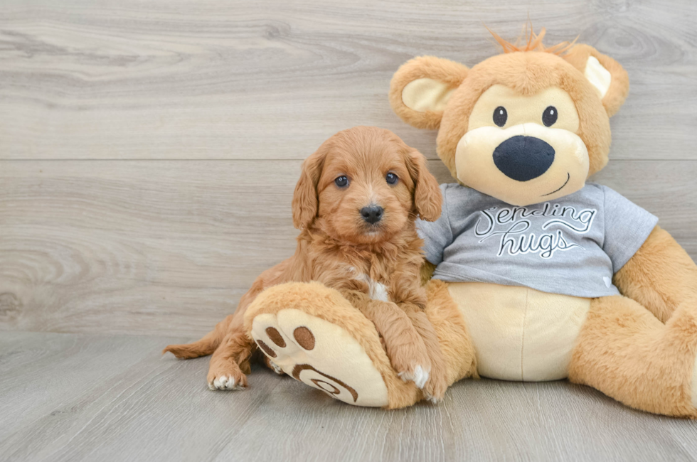 5 week old Cavapoo Puppy For Sale - Windy City Pups