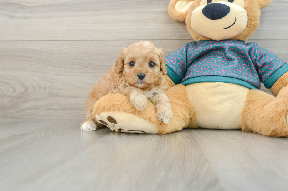 7 week old Cavapoo Puppy For Sale - Windy City Pups