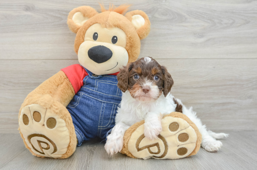 5 week old Cavapoo Puppy For Sale - Windy City Pups