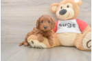 Small Cavapoo Baby