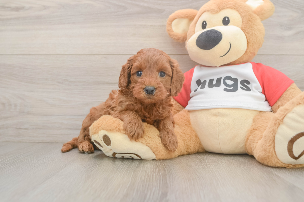 5 week old Cavapoo Puppy For Sale - Windy City Pups