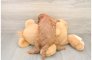 Best Cavapoo Baby