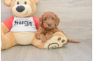 Sweet Cavapoo Baby