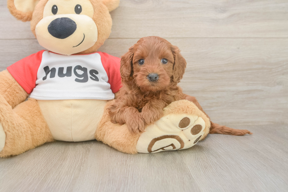 Sweet Cavapoo Baby