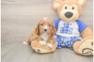 Best Cavapoo Baby