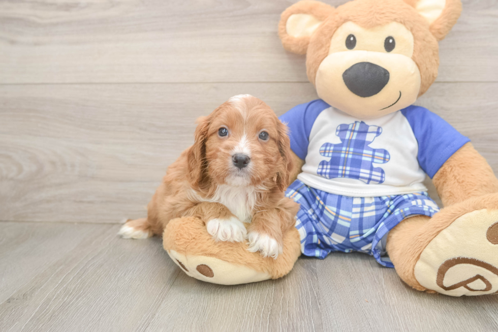 Best Cavapoo Baby
