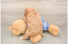 Best Cavapoo Baby