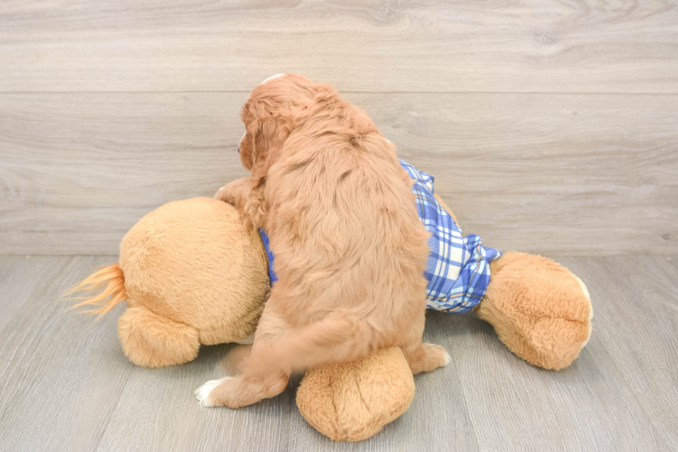 Best Cavapoo Baby