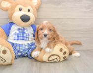 7 week old Cavapoo Puppy For Sale - Windy City Pups