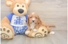 Energetic Cavoodle Poodle Mix Puppy