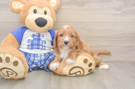 Energetic Cavoodle Poodle Mix Puppy