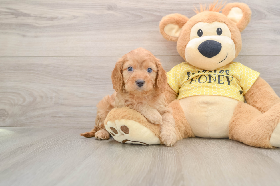 Cavapoo Puppy for Adoption