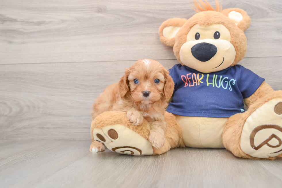 Cavapoo Pup Being Cute