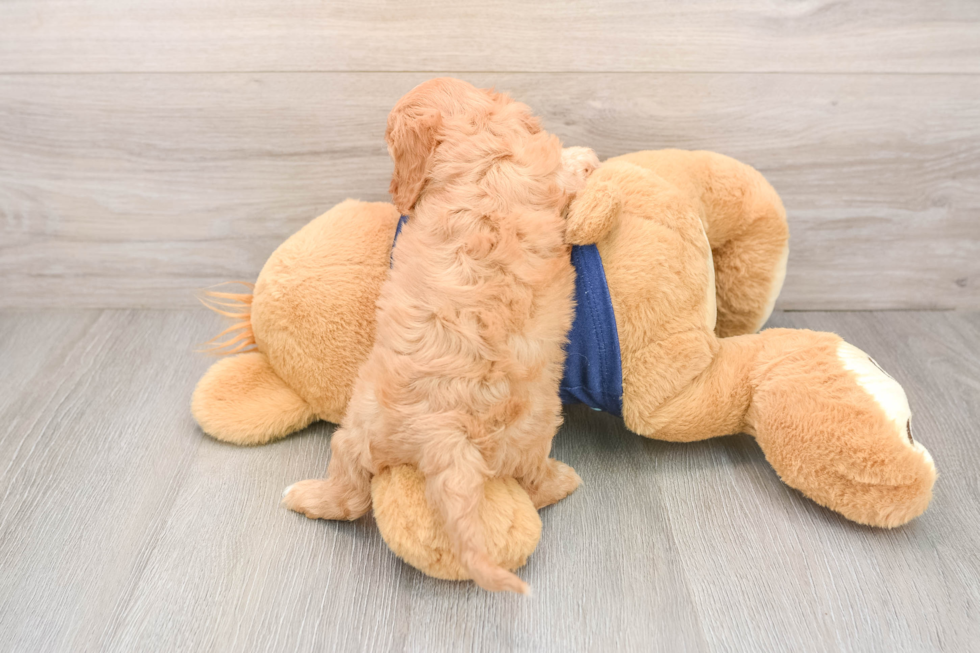 Little Cavipoo Poodle Mix Puppy