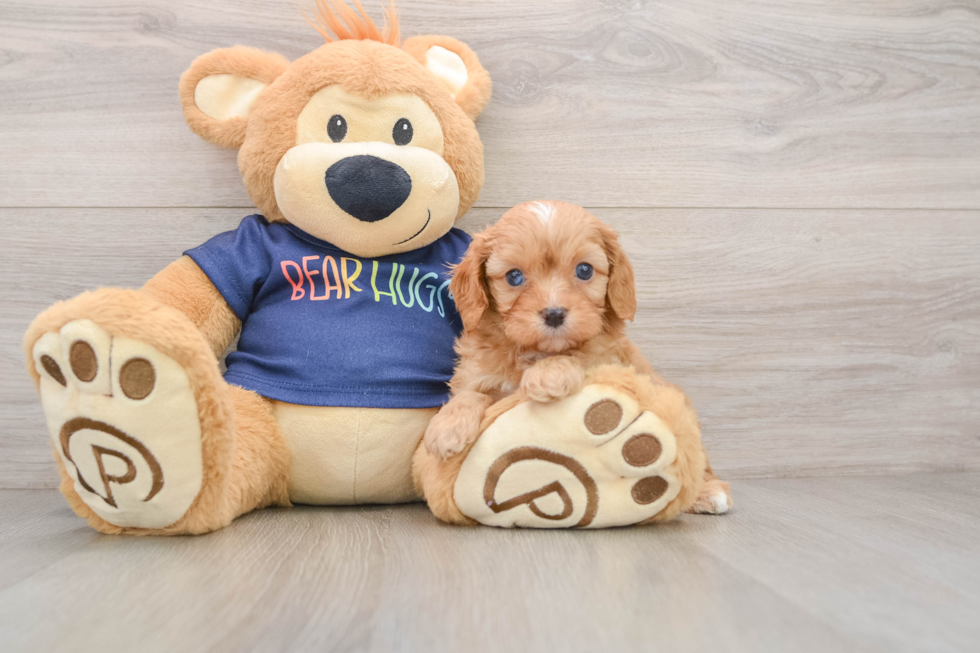 Playful Cavapoodle Poodle Mix Puppy