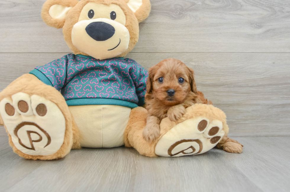 7 week old Cavapoo Puppy For Sale - Windy City Pups