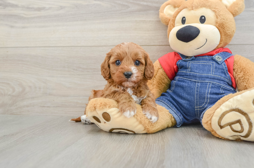 6 week old Cavapoo Puppy For Sale - Windy City Pups