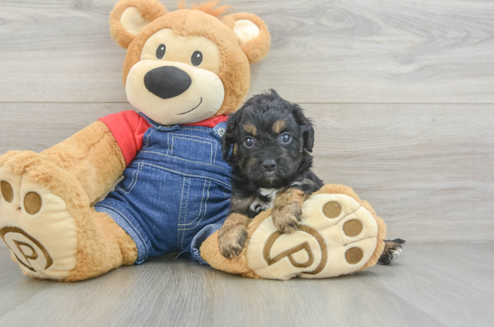 6 week old Cavapoo Puppy For Sale - Windy City Pups