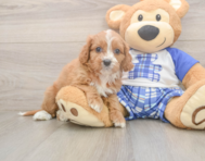 7 week old Cavapoo Puppy For Sale - Windy City Pups