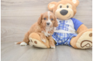 Petite Cavapoo Poodle Mix Pup
