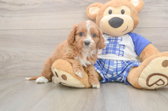 Petite Cavapoo Poodle Mix Pup