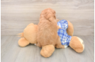Happy Cavapoo Baby