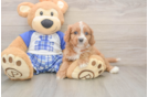 Energetic Cavoodle Poodle Mix Puppy