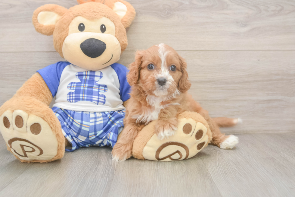 Energetic Cavoodle Poodle Mix Puppy