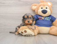 8 week old Cavapoo Puppy For Sale - Windy City Pups