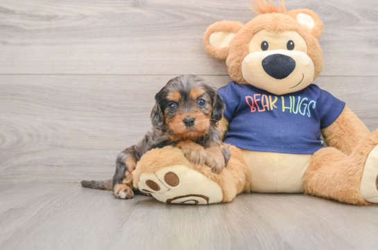 Cavapoo Pup Being Cute