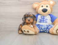 8 week old Cavapoo Puppy For Sale - Windy City Pups