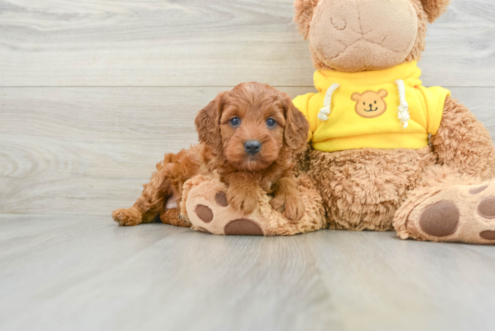 Playful Cavapoodle Poodle Mix Puppy