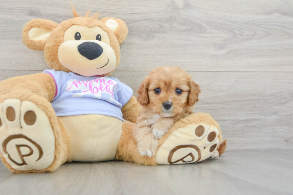 Cavapoo Pup Being Cute