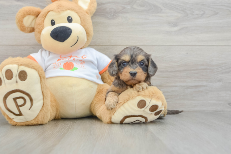 Best Cavapoo Baby