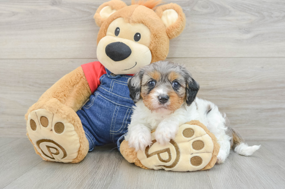 5 week old Cavapoo Puppy For Sale - Windy City Pups