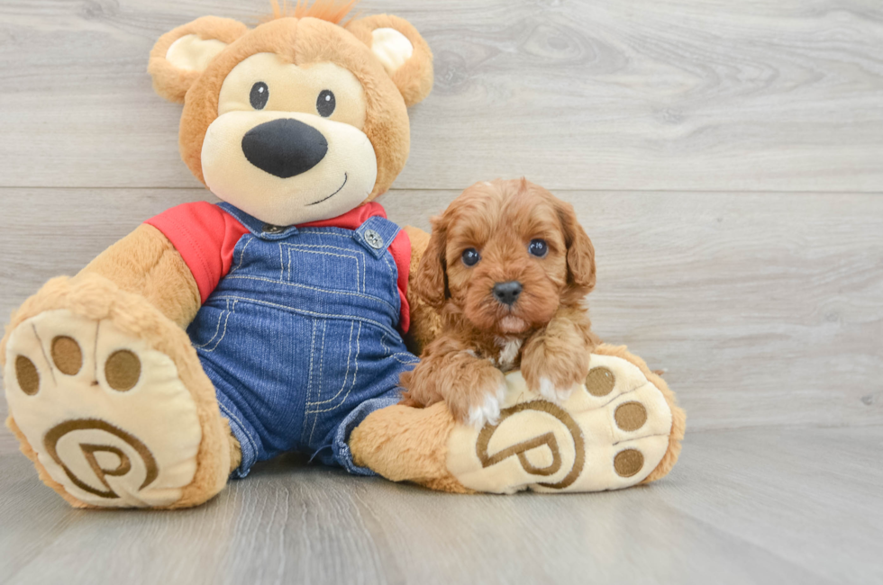 6 week old Cavapoo Puppy For Sale - Windy City Pups