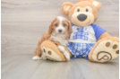 Fluffy Cavapoo Poodle Mix Pup