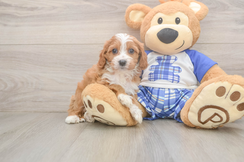 5 week old Cavapoo Puppy For Sale - Windy City Pups