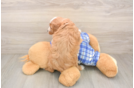 Cavapoo Puppy for Adoption