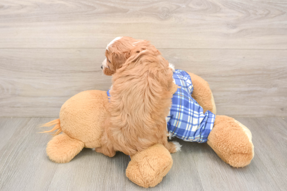 Cavapoo Puppy for Adoption